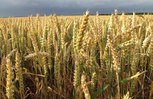 Peeneurlaub - Foto 55