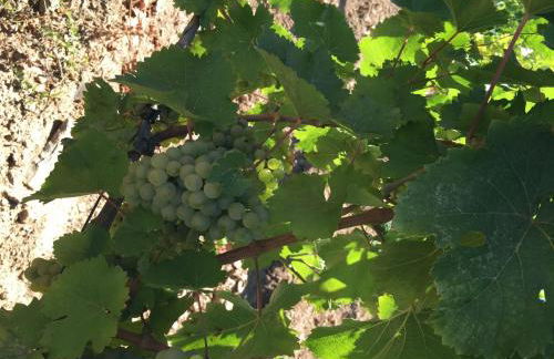 Quinta dos Espinheiros - Foto 103