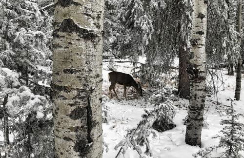 Pine Ridge - Memories are made here! - Foto 30