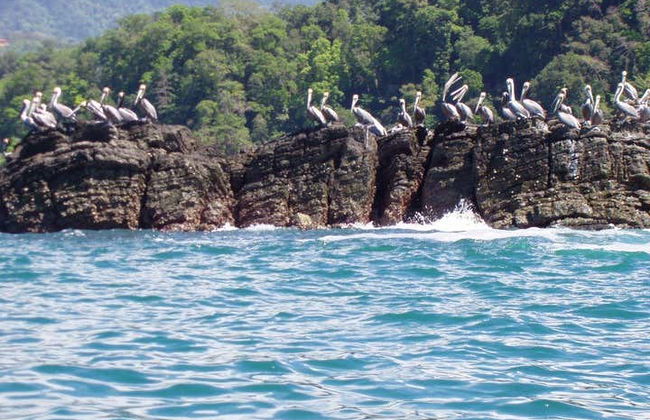 Avistamento de cetáceos no Parque Nacional Marino Ballena - Foto 7