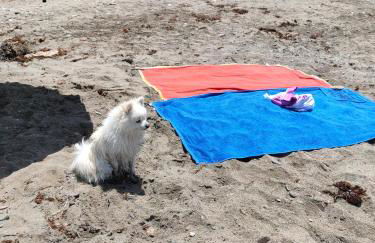 Apartamento Puerto Deportivo Almerimar - Foto 10