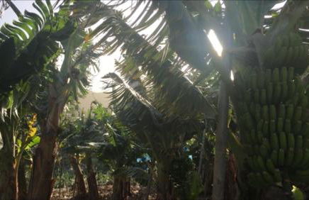 Casa Deco, La Galga, La Palma - Foto 26