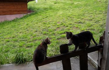 Quinta da Pavoa - Cottage House - Photo 64