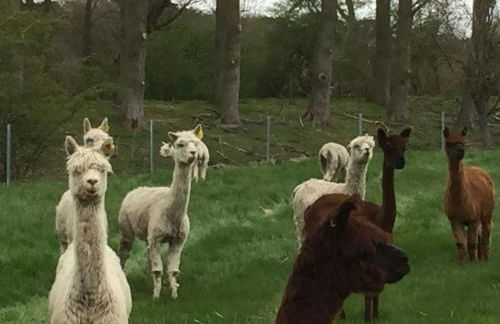 Super King Bed Suite, Executive office, fast WiFi, free parking - Foto 30