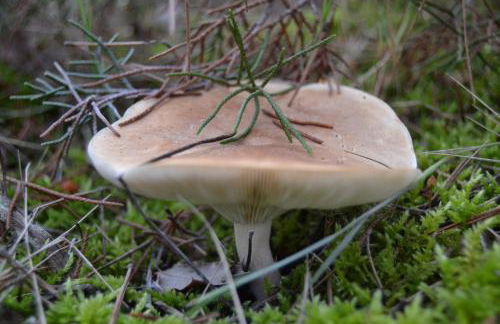 Las Casas de la Vega - Foto 57