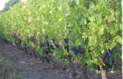 Murmures de Loire - Photo 16