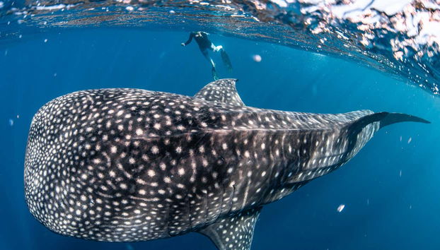 A once in a lifetime experience