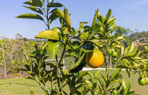 Piscina, jardim, área gourmet e vista arborizada - Foto 50