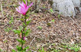 Enchanting Cottage In The Woods - Foto 19