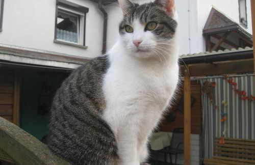 Gästehaus Veronika - Foto 16