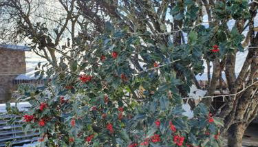 Palomba Rural - Foto 4, Garden