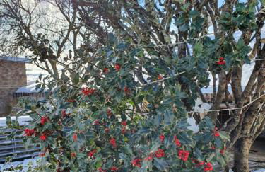 Palomba Rural - Foto 4