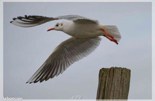 Cottage Lillstugan proche de la Baie de Somme - Foto 14