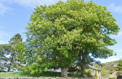 Bluebell Lodge - Foto 20