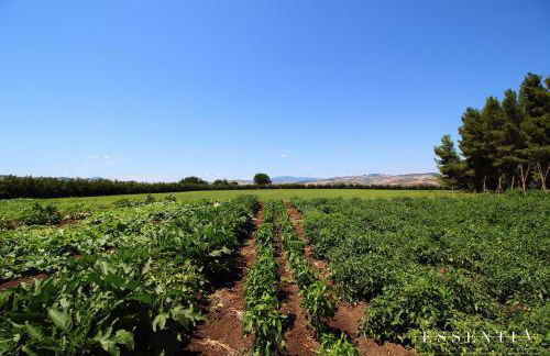 Agriturismo Essentia dimora rurale - Foto 67