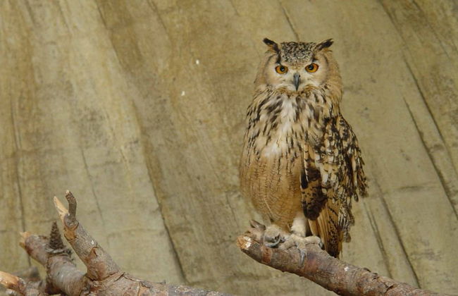 Terra Natura Benidorm - ¡¡Oferta Especial Invierno!! - Foto 7