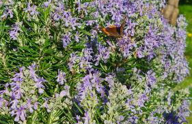 Greece - holidays & long stays - 2 Vilas - Photo 38