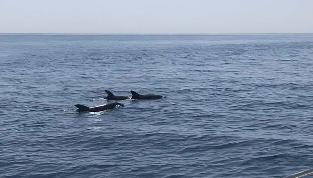 Dolphin Spotting in Marbella - Foto 5