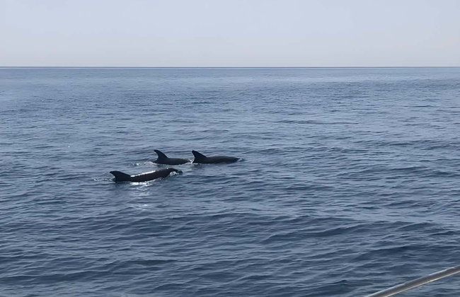 Avistamiento de delfines en la costa de Marbella - Foto 5