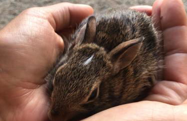 Agriturismo Fornace Certosa - Foto 36