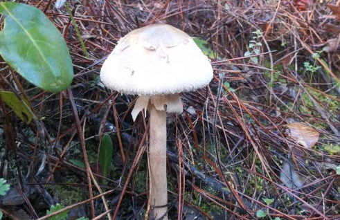 Casa Rural Galaroza La Bella - Foto 36