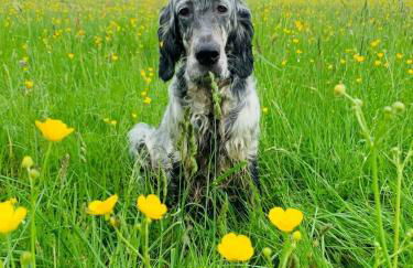 The Rookery 2 bedroom barn, hot tub, dog friendly - Foto 38