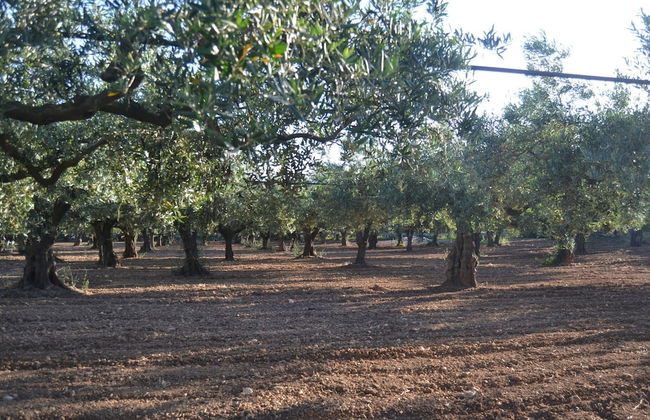 Holiday Home in Sciacca With Pool & Garden - Foto 31