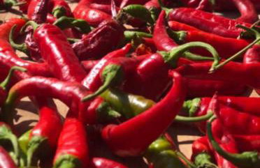 Casale Kintsugi - Foto 39