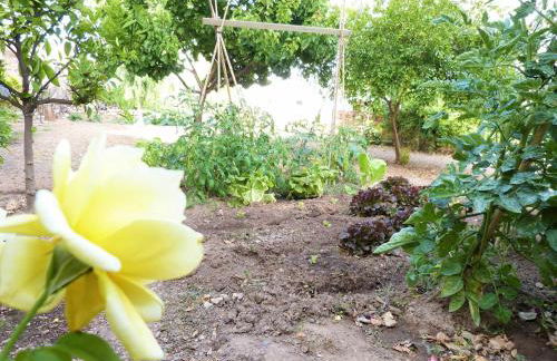 Hort de la Cinteta - Foto 78