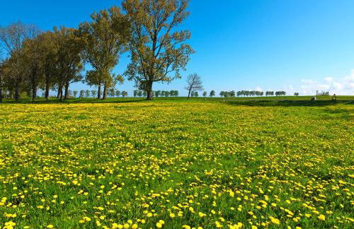 Ferienhäuser Hohmann FH Hohmann - Foto 16