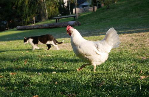 Baumgartnerhof - Foto 23