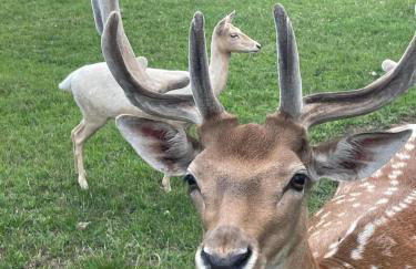 Domek Kołodziejowo z jacuzzi Góry Sowie Góry Stołowe - Foto 35