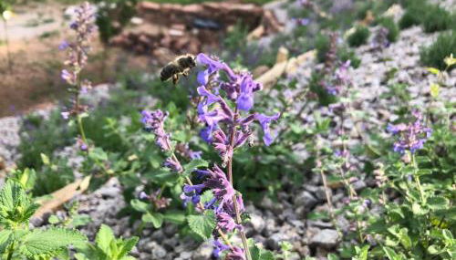 Honiggarten - Foto 4