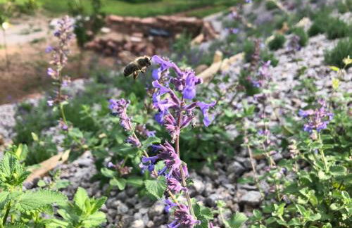 Honiggarten - Foto 4