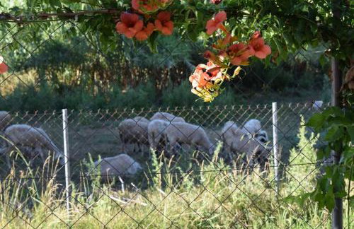 Private Villa AKOBARA, 2km from city center - Foto 8