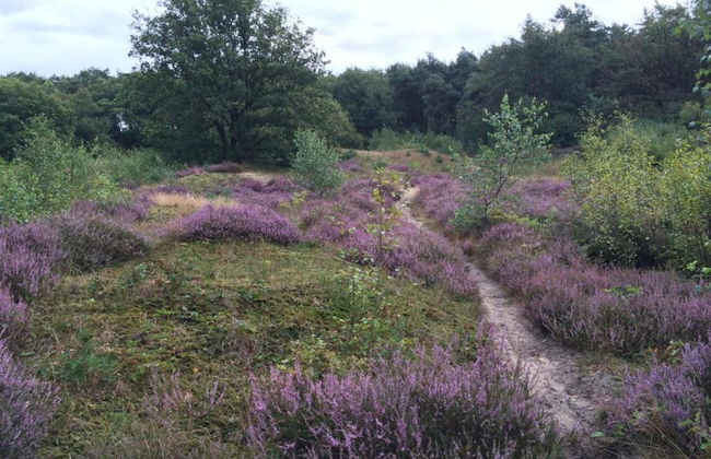 Lodge by the Lake in Arcen With Water Terrace - Photo 30