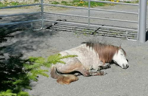 Wild Life Ranch - Foto 40