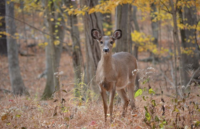 Big House On The Hill - Foto 30