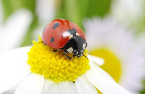 Casa per vacanze Coccinella - Foto 29