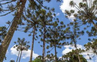 Condado de Urubici - Cabana - Foto 40
