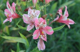 Quinta do Regalo - Foto 67