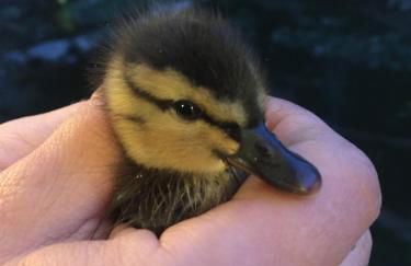 The Mendip is on cheddar bridge Apartments - Foto 10