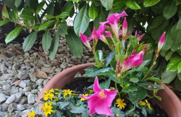 Ferienwohnung Sonnenlicht - Foto 27