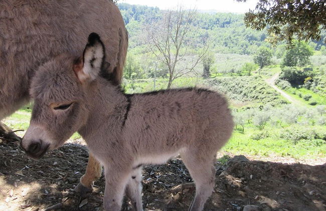 Agriturismo Fratelli Angelucci - Foto 18