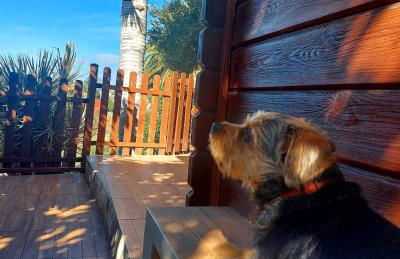 Cabaña Los Palmeros, vista al mar y la montaña - Photo 10