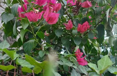 Cabanas dos Pinheiros - Foto 29