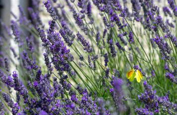 Villa ARtIEN for 8 people with 32m2 private pool & pet friendly - Foto 41