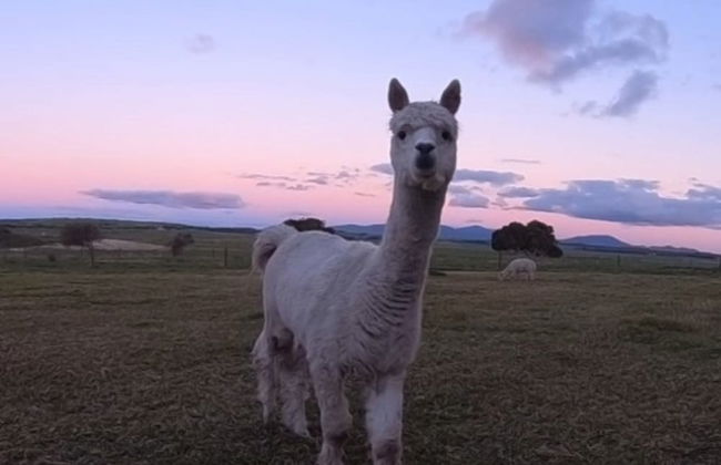 Promhills Cabins - Foto 38