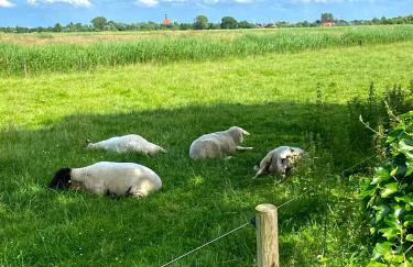 Ferienhaus Norddeichkieker -Nähe Büsum - Foto 40