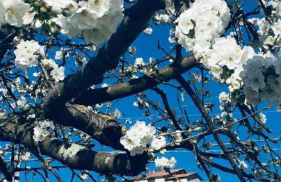 Ca' Rosmunda - Photo 13